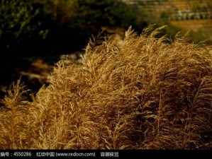 茅草丛中一条缝_茅草丛中一条缝，究竟隐藏着什么秘密？