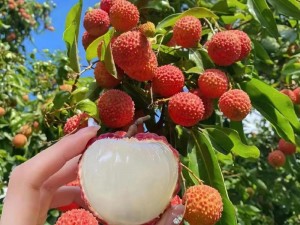 荔枝视频在线播放观看免费、荔枝视频在线播放观看免费，无需注册，点击即看