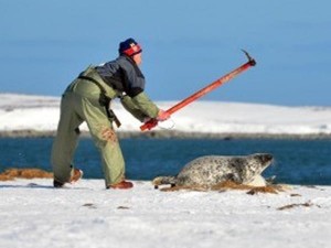 磁带怪兽潜海豹狩猎秘术：捕捉潜游高手的指南攻略