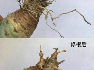 如何成功移植与养护仙人球——从零开始的全过程指南