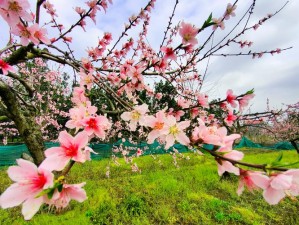 以桃花村为中心，尽展乡土之美：世外桃源的故事新篇