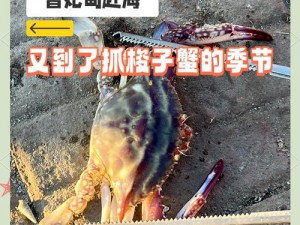 明日海岛探险：梭子蟹的钓获秘籍与机缘发现