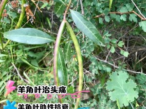 羊犄角野菜的营养价值及其药用功效：自然健康的宝藏揭秘