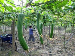 樱桃视频丝瓜视频下载-丝瓜视18岁—如何下载樱桃视频和丝瓜视频？以及丝瓜视 18 岁是指什么？