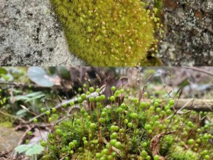 墓地苔藓密集生长地探寻：探寻其生长环境及影响因素分析