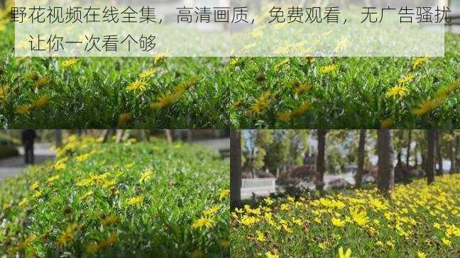 野花视频在线全集，高清画质，免费观看，无广告骚扰，让你一次看个够