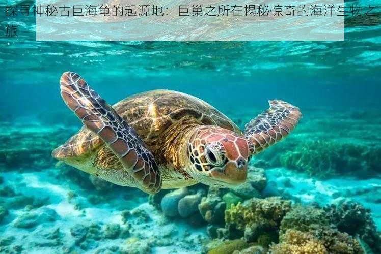 探寻神秘古巨海龟的起源地：巨巢之所在揭秘惊奇的海洋生物之旅