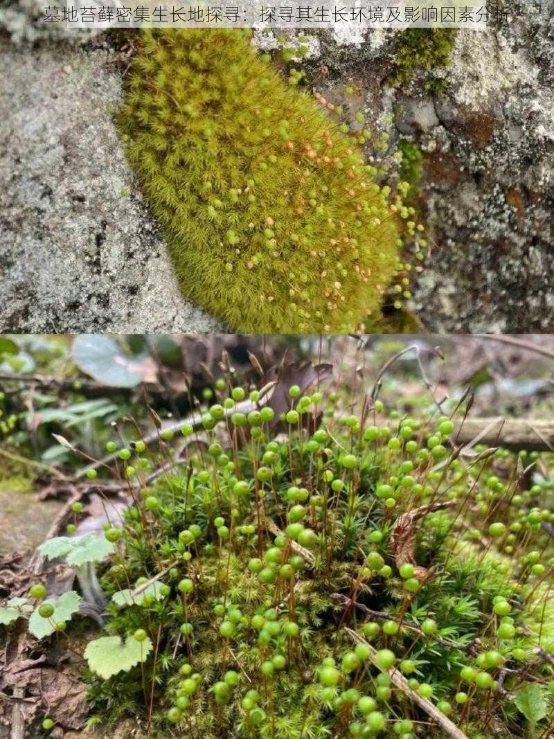 墓地苔藓密集生长地探寻：探寻其生长环境及影响因素分析