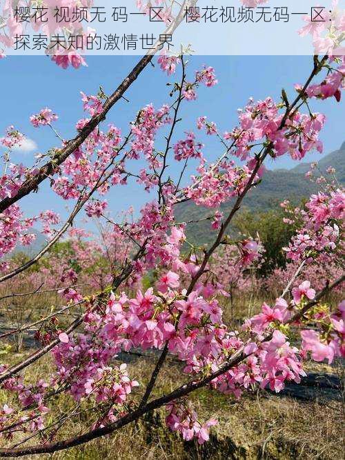 樱花 视频无 码一区、樱花视频无码一区：探索未知的激情世界