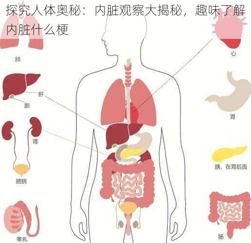 探究人体奥秘：内脏观察大揭秘，趣味了解内脏什么梗