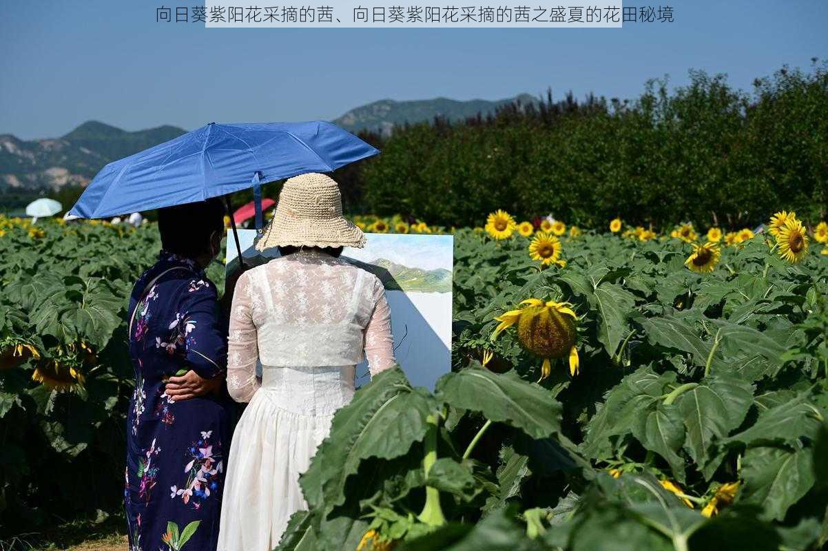 向日葵紫阳花采摘的茜、向日葵紫阳花采摘的茜之盛夏的花田秘境