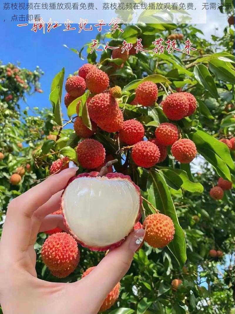 荔枝视频在线播放观看免费、荔枝视频在线播放观看免费，无需注册，点击即看