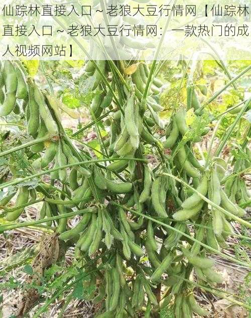 仙踪林直接入口～老狼大豆行情网【仙踪林直接入口～老狼大豆行情网：一款热门的成人视频网站】