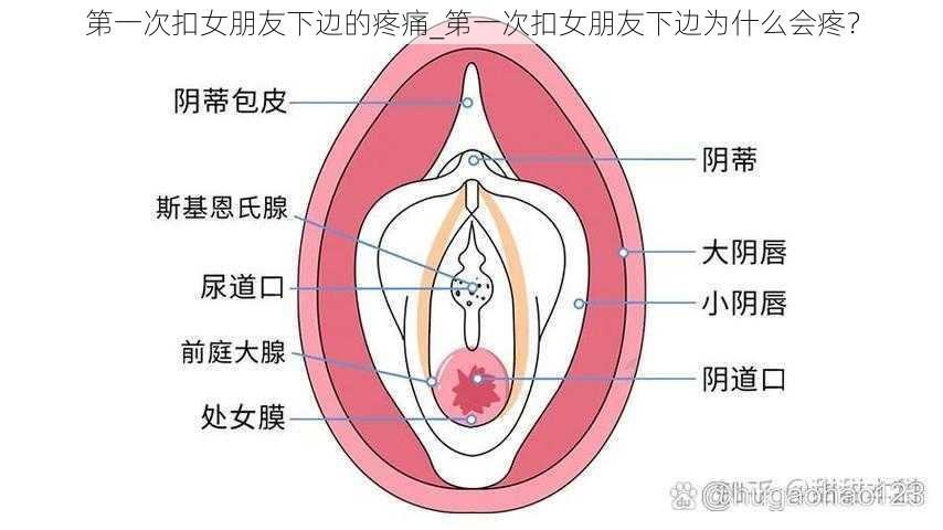 第一次扣女朋友下边的疼痛_第一次扣女朋友下边为什么会疼？