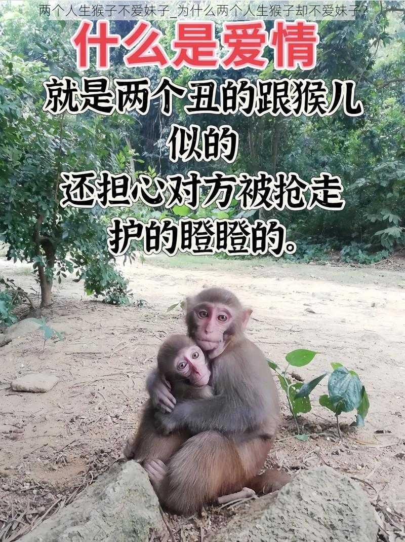 两个人生猴子不爱妹子_为什么两个人生猴子却不爱妹子？