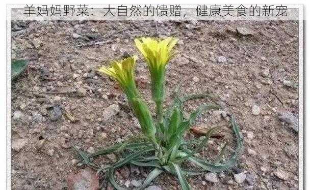 羊妈妈野菜：大自然的馈赠，健康美食的新宠