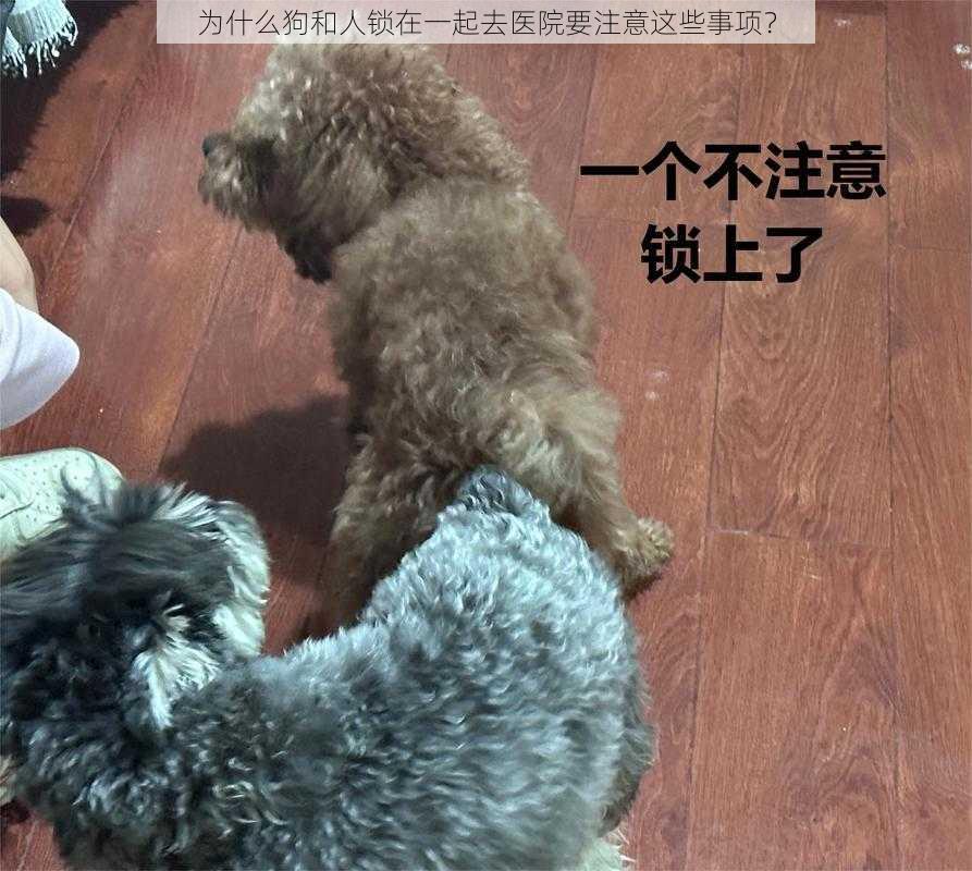 为什么狗和人锁在一起去医院要注意这些事项？